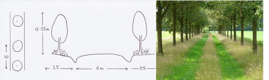 Streefbeeld lanen Boomsoort: Plantafstand: Figuur 9 Zomereik (hoogte als volwassen boom > 20 meter) 10 meter Streefbeeld lanen Solitaire bomen De solitaire bomen bestaan uit groepen van vijf