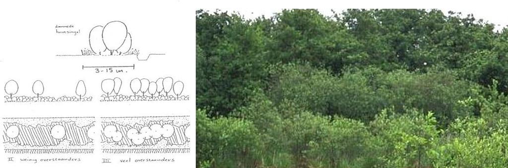 Streefbeeld singels Boomsoort: Zomereik of Berk (hoogte als volwassen boom > 20 meter). Struiksoorten: Krent, Vuilboom, Hazelaar en Lijsterbes (hoogte als volwassen struik 5 meter).