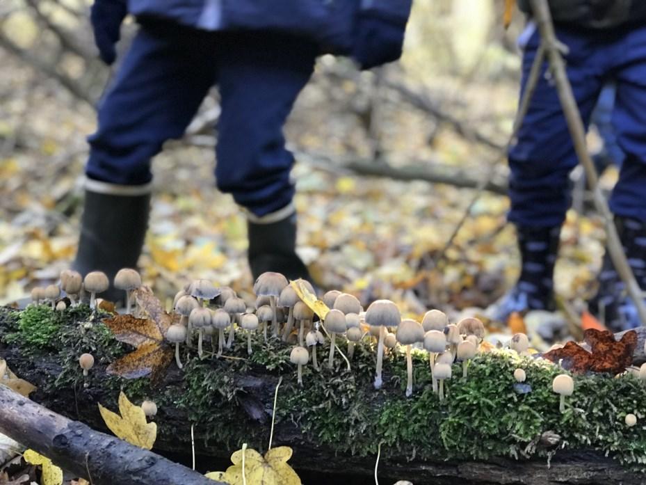 In het bos hebben de kinderen verschillende soorten paddenstoelen in de natuur mogen aanschouwen en ook mos dat aan omgevallen boomstammen of takken groeide kunnen zien en voelen.