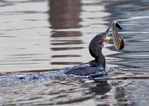 Paling is vogelvrij Onze paling wordt bedreigd door factoren als: Vervuiling, gebrek aan voedsel
