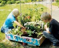 De afgelopen jaren zijn er veel gemeenschappelijke moestuinen gerealiseerd door