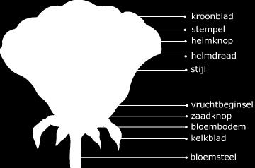 voortplanting ontstaat door bestuiving dat gaat zo het stuifmeel van meeldraad komt op stamper dat kan op 2 verschillende manieren met zelfbestuiving en kruisbestuiving - zelfbestuiving dat het