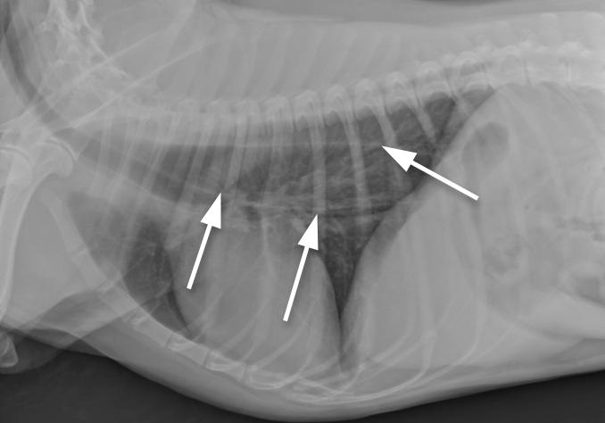 Via radiografische opnames kan men voornamelijk de complicaties van tetanus opsporen zoals een aspiratiepneumonie, hiatale hernia, megaoesophagus (Figuur 5) en een coxofemorale subluxatie. 5 Fig.