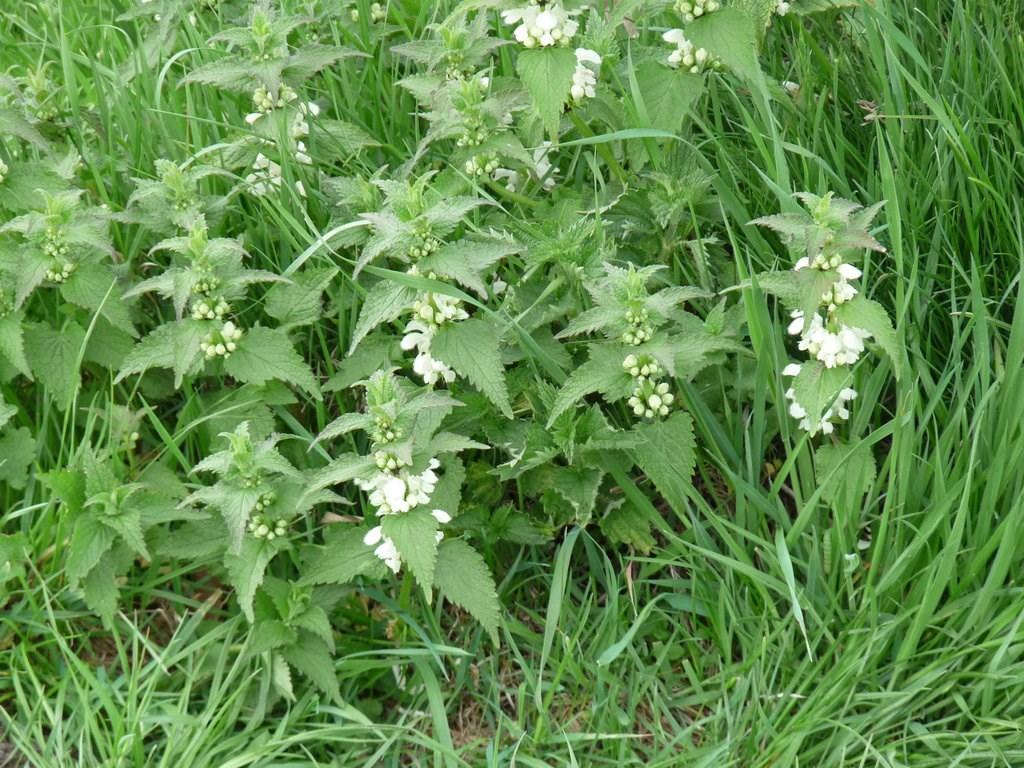 5. De brandnetel Gemene planten Rens speelt met zijn bal.