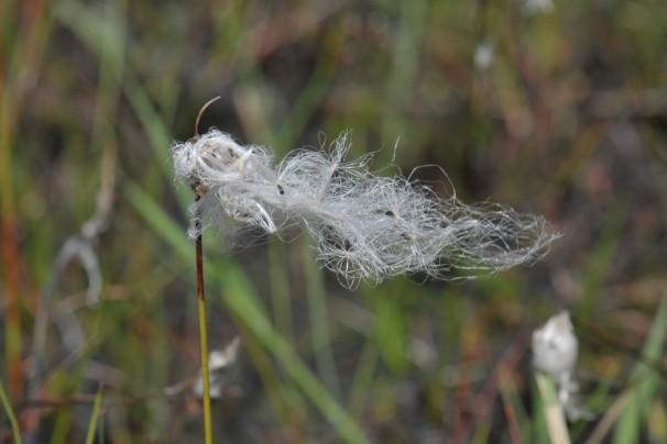 Pilzegge, vergroeide vorm Woensdag 06 juli Terrein : Drentse Broek Wateren [6]