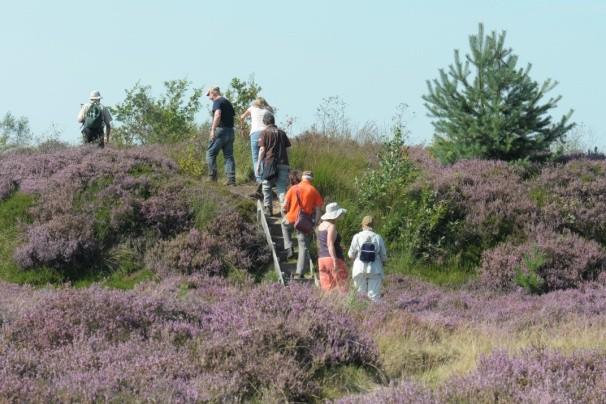 Drenthe) Dit is vooral het terrein van het massaal voorkomen van de Klokjesgentiaan.