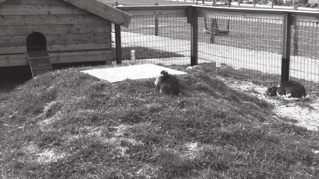 De stadsboerderij heeft nieuwe konijnen van twee rassen gekregen: de Hulstlander en de Gouwenaar.