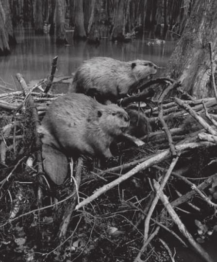 Het park heeft de tent cabines gesloten nadat er hertmuizen (Peromyscus maniculatus, zie foto 1) waren aangetroffen. Hertmuizen vormen het reservoir van het Sin Nombrevirus, een hantavirus.