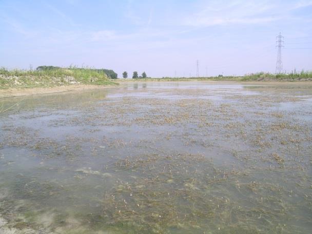 De sterke ontwikkeling van gebogen kransblad die in 2003 werd vastgesteld, was mogelijk een gevolg van de voorafgaande bodemverstoring waardoor in de bodem aanwezige oösporen tot kieming werden