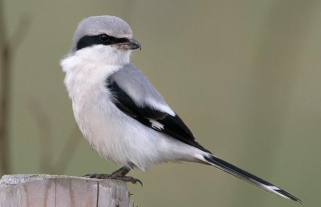 Vogelweetje 17: de klapekster (Lanius excubitor) De naam komt van het woord klappen, in de betekenis van kleppen of kletsen.