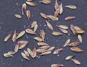 Zodra de sneeuw is geweken kun je het straatgras al weer oogsten. Bij het voeren gaat het alleen om de aartjes van het gras. Deze kun je het beste met een huishoudschaar afknippen en verzamelen.