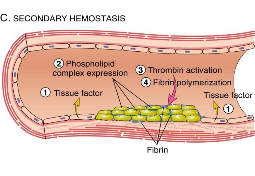 primary haemostasis, secondary