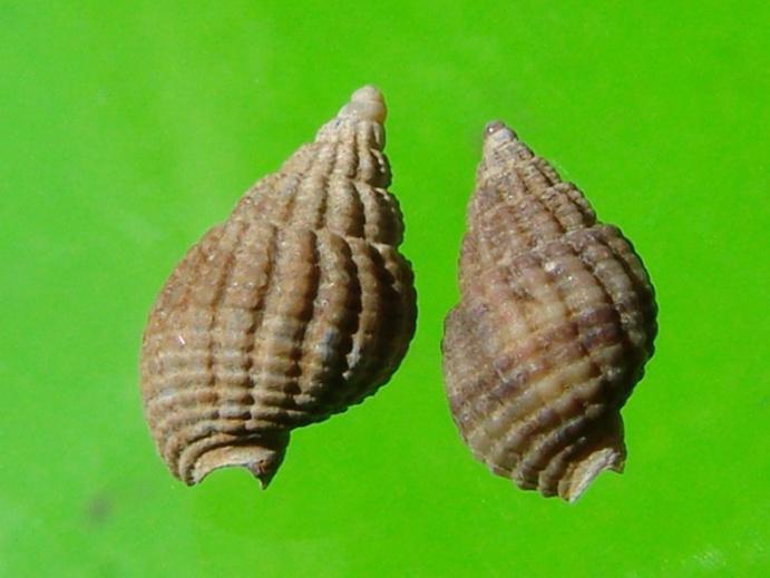 (halfgeknotte strandschelp), Venerupis senegalensis (tapijtschelp) en Mya arenaria (strandgaper). Hieronder zijn soorten met enkel broedjes en soorten die een niet al te verse indruk maken.