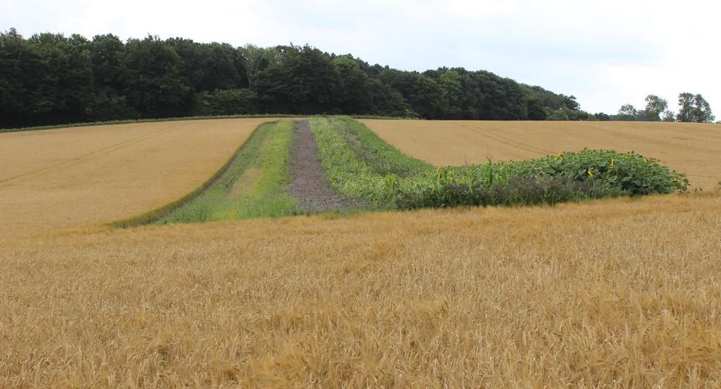 In het veld Natuur aan laten