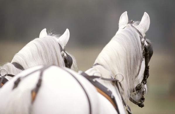 Wat ging vooraf Limburgs Paardensportplan Start programmamanager 2012 Koplopersprincipe Ambities