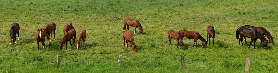 4) Extra bij uitzonderingen Er zijn altijd wel uitzonderingsituaties waarin je bijvoorbeeld specifieke middelen moet inzetten. Denk bijvoorbeeld aan oude, revaliderende, zeer zwakke of zieke paarden.