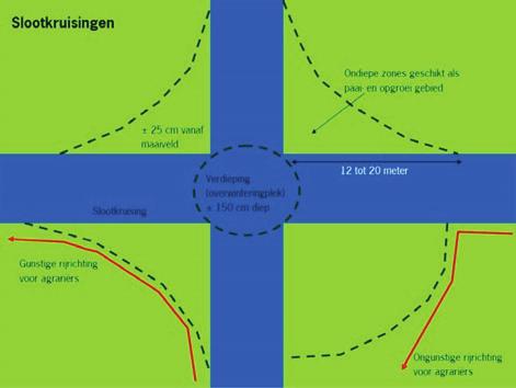 3.3 Verbeteren voortplantingshabitat in bestaand leefgebied maatregel Het verbeteren van de kwaliteit van bestaande watergangen als voortplantingshabitat voor grote modderkruipers.