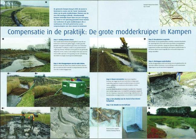 Kader maatregel: Waarborgen staat van instandhouding Figuur 18: Voorbeeld van maken van geschikt nieuw leefgebied voorafgaand aan het dempen van watergangen (bron: Fabrice Ottburg/Alterra).