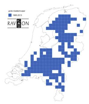 Figuur 7: Verspreiding van de grote modderkruiper in de periode 1985-2013 (bron: RAVON). Figuur 8: Geschikt gebied voor een populatie van grote modderkruipers.