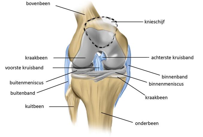 1. Inleiding Graag duiden wij u op het belang van goede informatie in verband met de operatie aan uw voorste kruisband. Wij raden u dan ook ten zeerste aan deze folder grondig door te nemen.