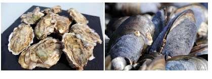 Impact van verzuring op de zee Impact: koralen, mosselen, oesters.