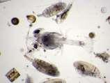 Calanus finmarchicus Roeipootkreeftjes - zooplankton