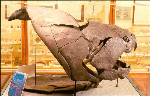Dunkleosteus is een bekend fossiel uit het devoon (415 tot 360 miljoen jaar geleden), een tijdperk toen er nog geen sprake was van dinosaurussen.