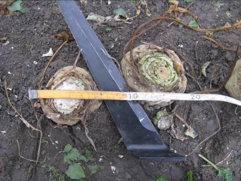 scharen en zonnen, overlopen van de opvoerband en lekken in de machine door slijtage en breuk van spijlen. Gelukkig zijn de grootste lekken snel te vinden en te verhelpen.