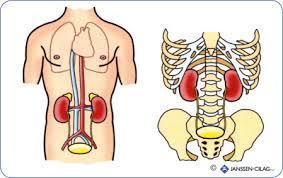 2. ANATOMIE NIEREN o