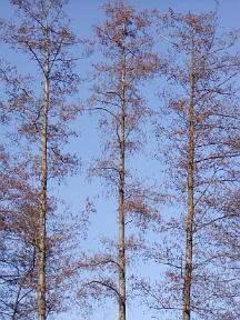 pendula 2,03 zwarte den Pinus nigra 2,10 boswilg Salix caprea 2,16 vlier Sambucus