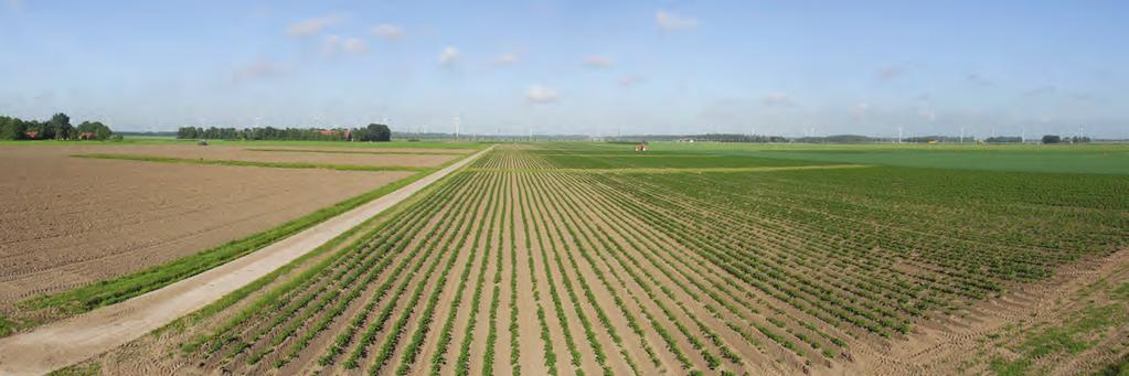 mineralisatie uit de grasklaverstoppel, 179 kg werkzame stikstof gegeven. Op 28 mei is het ras Amoro gezaaid. Er is in verband met de proefopzet bewust gekozen voor het ras Amoro.