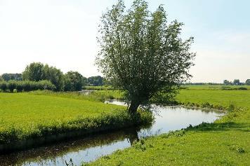 van een rij of groep of andere beplanting.