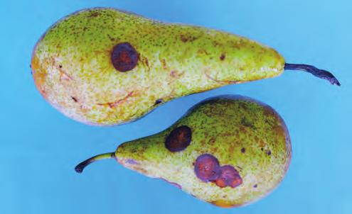 Dit is geen lenticelrot, maar vruchtrot veroorzaakt door Cadophora (visogen).