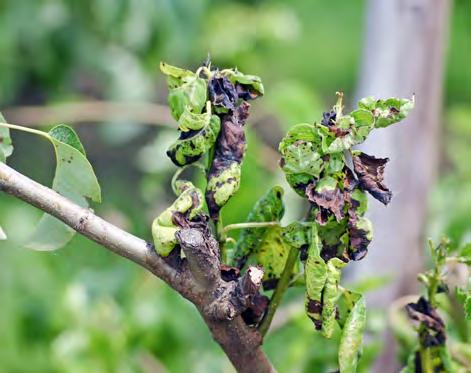 De primaire waardplant van Eriosoma lanuginosum is de iep. In de vroege zomer migreren de luizen van iep naar peer en in het najaar vise versa.