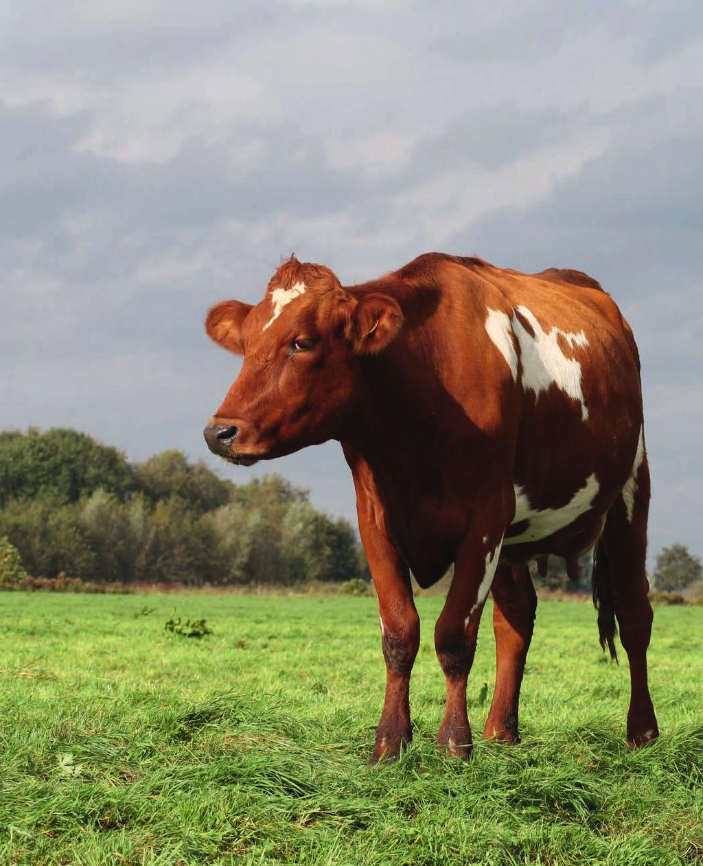 wordt daarom veelvuldig op de gevoelige plaat vastgelegd door fotograaf Peter