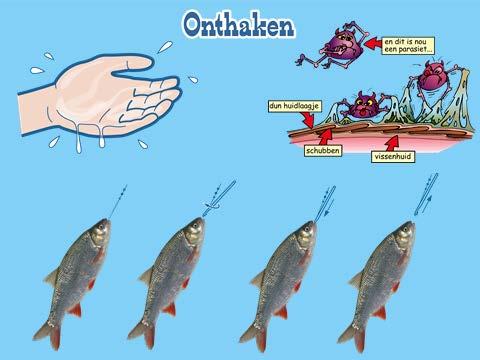 Dia Vis onthaken: Als je een vis vangt, pak hem dan altijd voorzichtig beet met natte handen. Zo voorkom je beschadigingen van de slijmlaag.