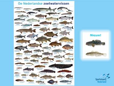 Hoeveel soorten zijn er in Nederland? (ca. 70). Nieuwe vissen (twee grondelsoorten); waar kunnen die vandaan komen?