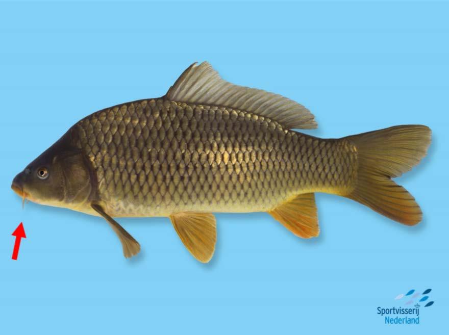 Dia Voorbeeldvis: 1. Bekdraden Jullie zien hier een hele vreemde vis, hoe zou die heten?