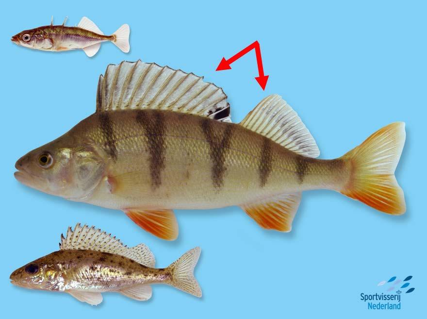 Dia Voorbeeldvis: 2. Rugvinnen Veel vissoorten hebben één rugvin, sommige vissen hebben er twee. Sommige vissen hebben een kleine rugvin, andere soorten een hele lange.