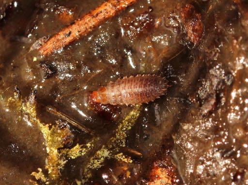 Op 17 juni (dag van vertrek) was het oorspronkelijke plasje ver ingedroogd en waren Fanniidae-larven (determinatie Menno