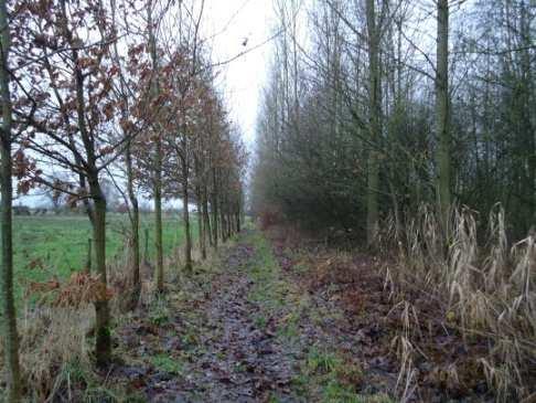 Bomen buigen naar het Oosten.