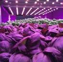 Light4Food Indoor GrowHow teeltconcept: telen op een net Light4Food Partners in TurnKey Indoor Growing