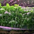 De opgedane kennis wordt ook gebruikt bij de engineering van de indoor growing projecten.