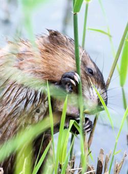 Hoofdstuk 1 Inleiding Deze nota beschrijft het faunabeheerbeleid van de Brabantse Waterschappen Aa en Maas, De Dommel en Brabantse Delta.