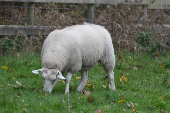 2 NATUURLIJK GEDRAG EN BEHOEFTEN Het schaap (Ovis aries) is een gedomesticeerd zoogdier dat al sinds eeuwen gebruikt wordt door de mens, voor wol, melk en vlees.