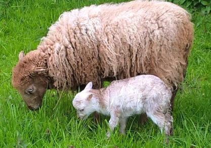 een specifieke geur te hebben. In het algemeen zijn schapen in staat om lange tijd veel verschillende schapen en mensen te herkennen.