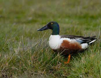 Landschap en omgevingsfactoren Een belangrijke oorzaak van de achteruitgang van de weidevogels en van de ineffectiviteit van het beheer is de toenemende ongeschiktheid van het landschap als