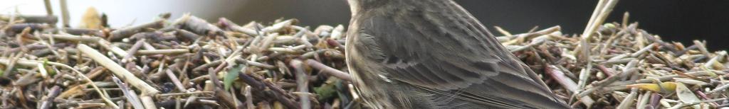 foerageergebied van deze vogels leven en uiteindelijk tot een nauwkeuriger analyse van oeverpieperpoep op drie momenten, verspreid over de winter van 2015/2016.