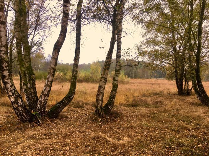 5 Buurserzand Buurserzand Het Buurserzand is een nat heidegebied met vennetjes, stuifzandheuvels en bos.