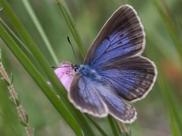 NatuurMonumenten Als we niets deden, zou het typische heidelandschap van het Buurserzand veranderen in een saai, eentonig gebied. Daarom zorgt NatuurMonumenten samen met andere partijen o.a. voor een goede waterhuishouding in het gebied en wordt regelmatig jonge boompjes weggehaald.